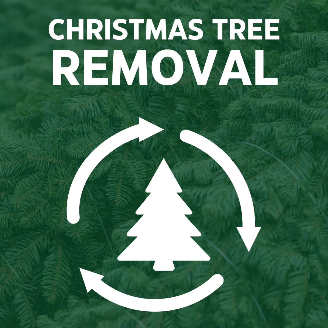 Christmas Tree Removal